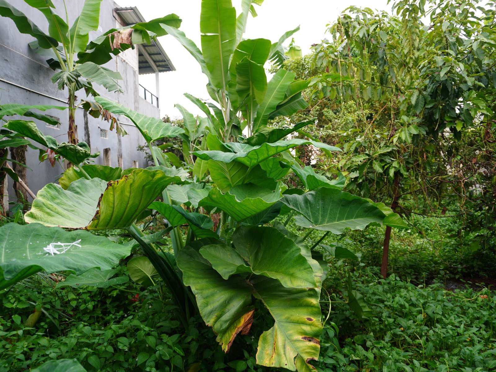 Foto Utama