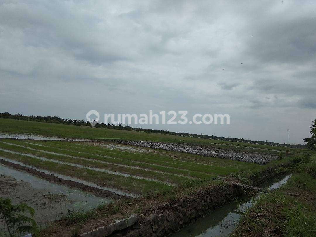 Tanah Cocok Untuk Tambak Budidaya Ikan Di Dampyak Kota Tegal